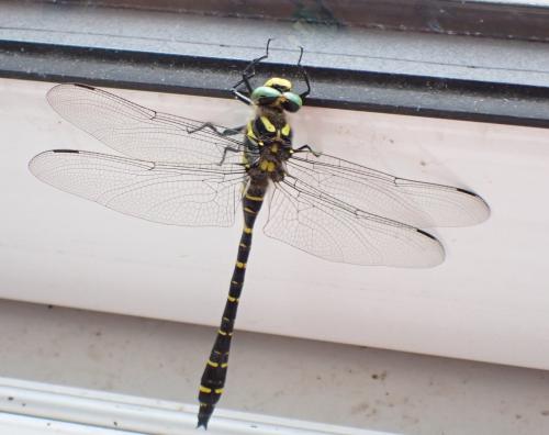 Cordulegaster boltonii